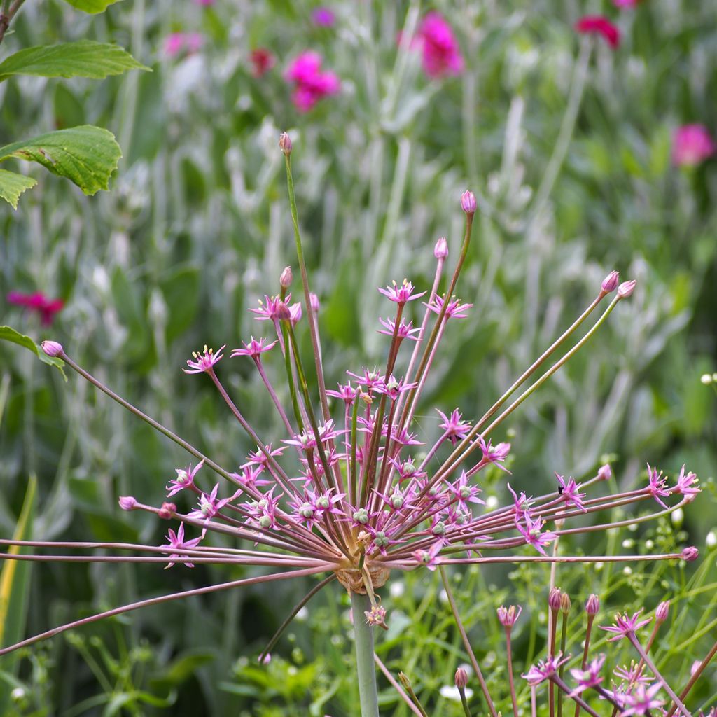 Allium schubertii - Ajo decorativo