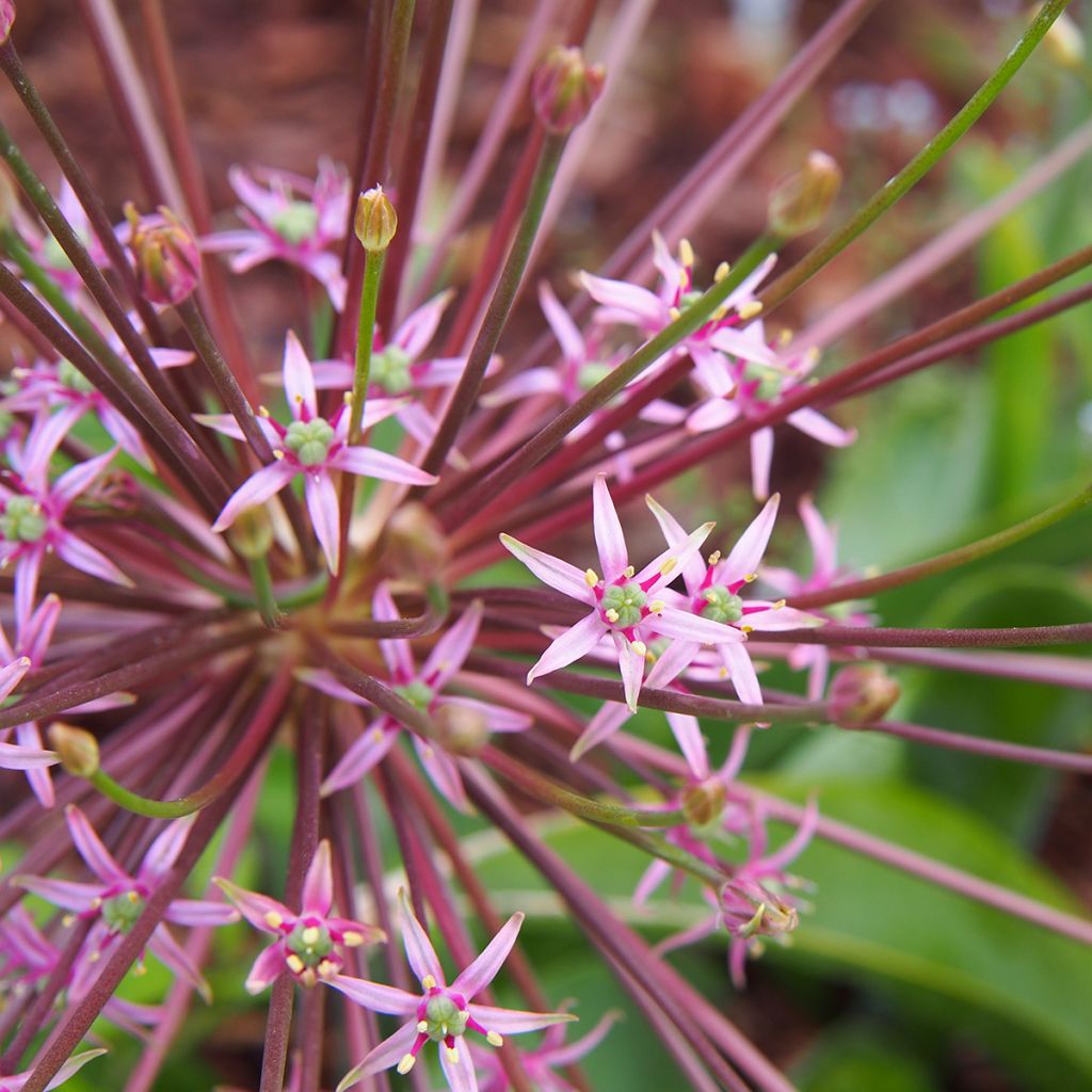 Allium schubertii - Ajo decorativo