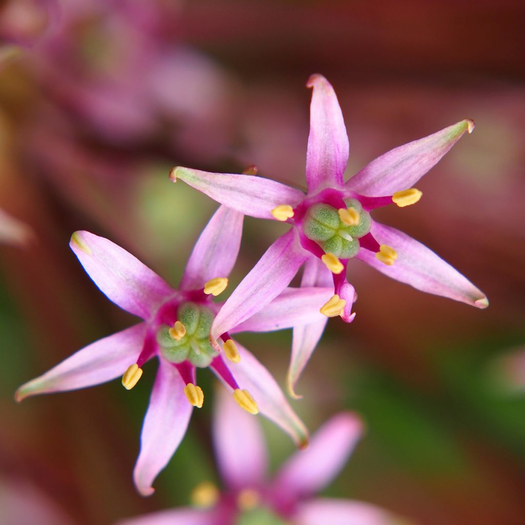 Allium schubertii - Ajo decorativo