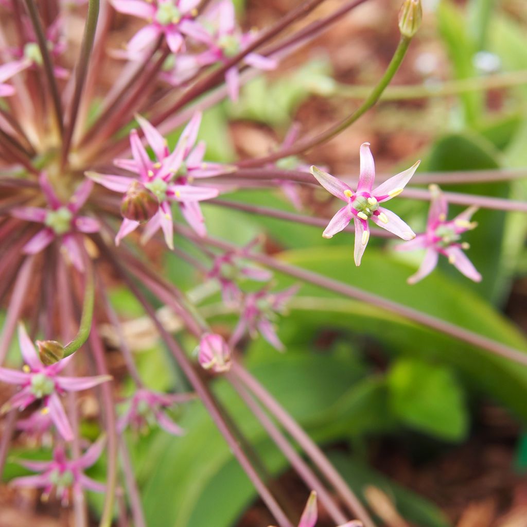 Allium schubertii - Ajo decorativo