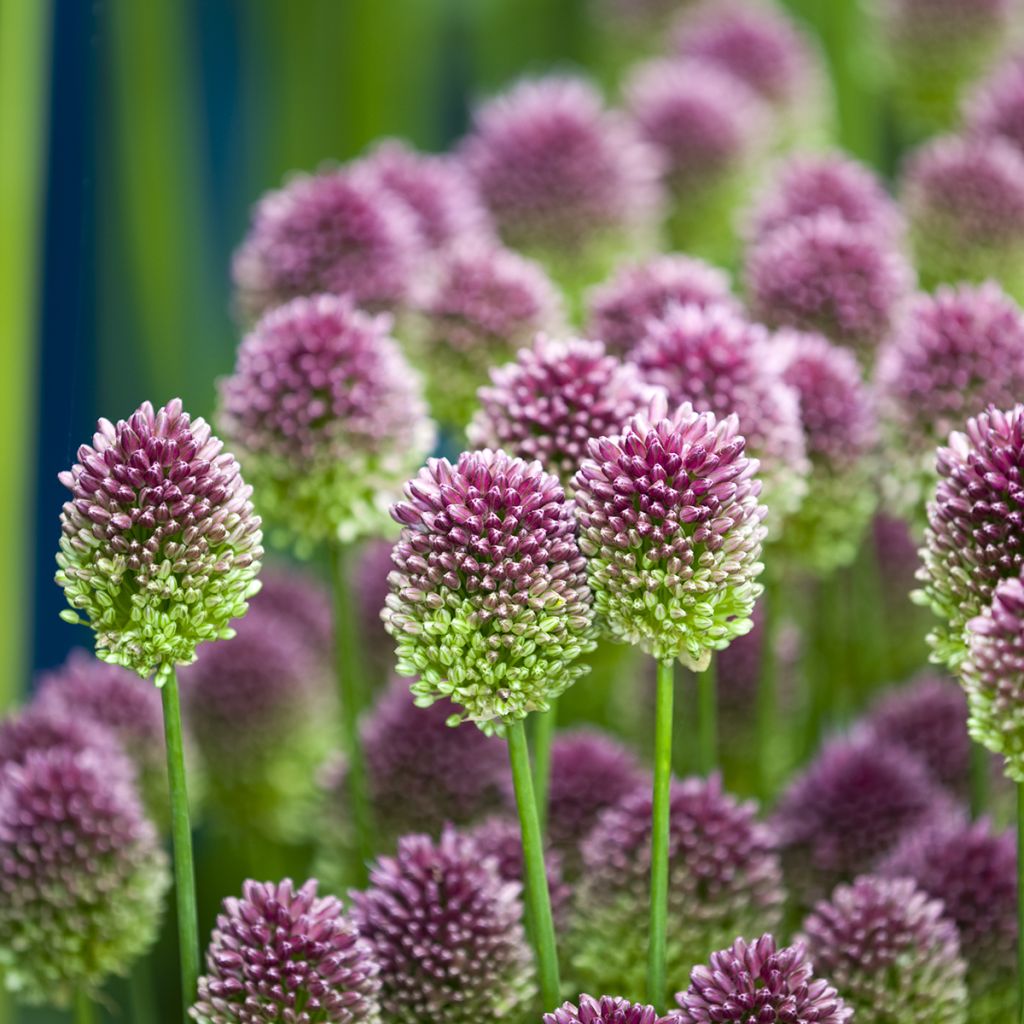 Allium sphaerocephalon - Ajo decorativo