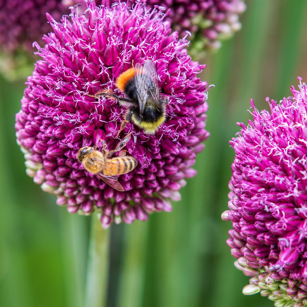 Allium sphaerocephalon - Ajo decorativo