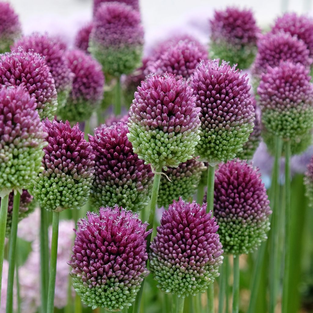 Allium sphaerocephalon - Ajo decorativo