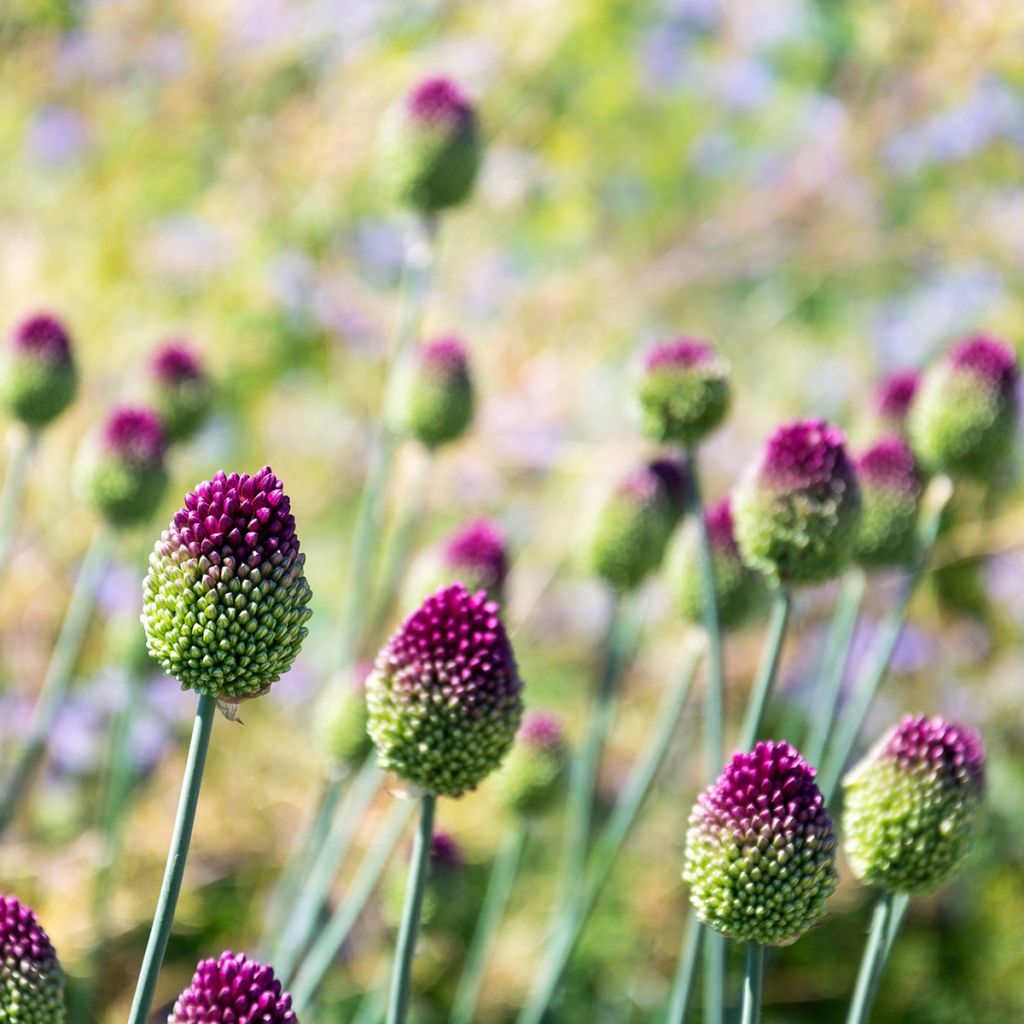 Allium sphaerocephalon - Ajo decorativo