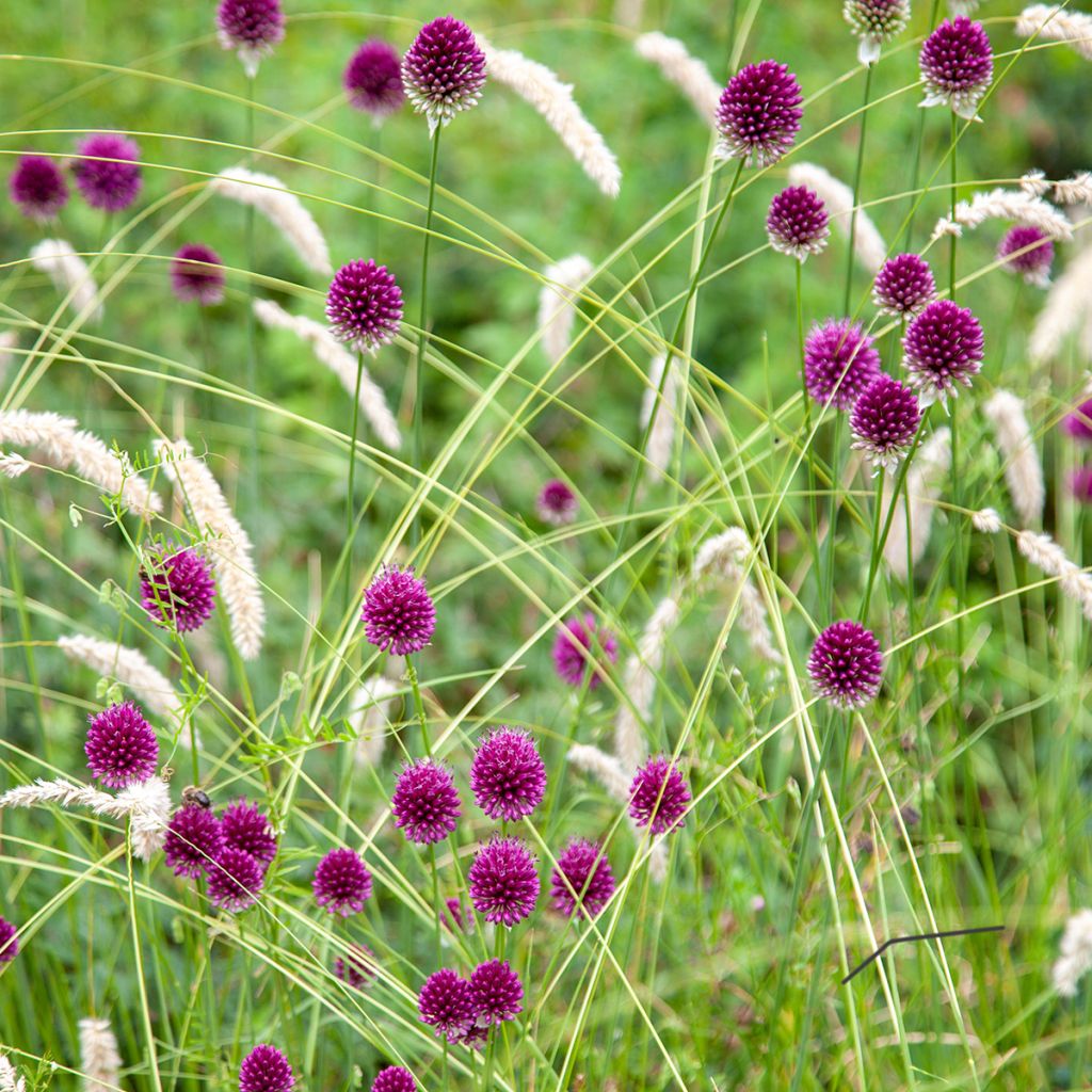 Allium sphaerocephalon - Ajo decorativo