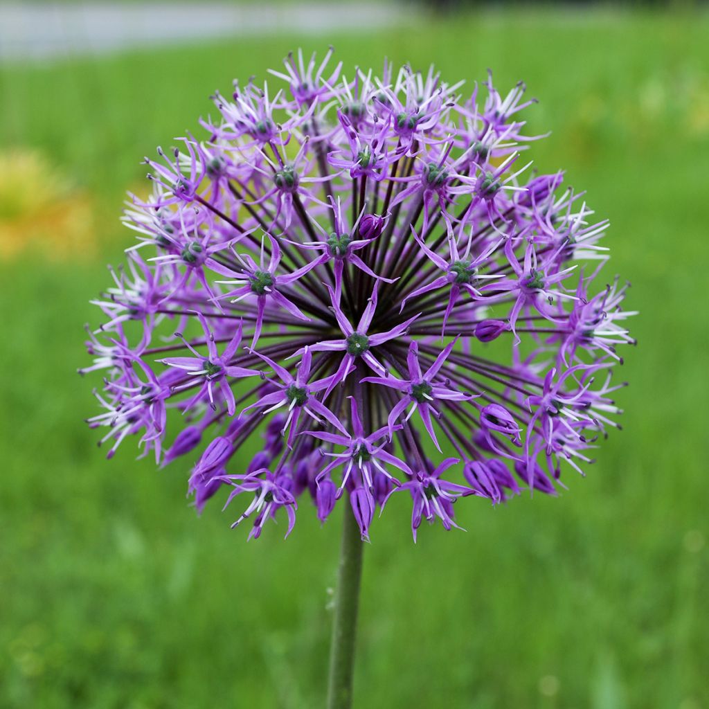 Allium stipitatum Violet Beauty - Ajo decorativo