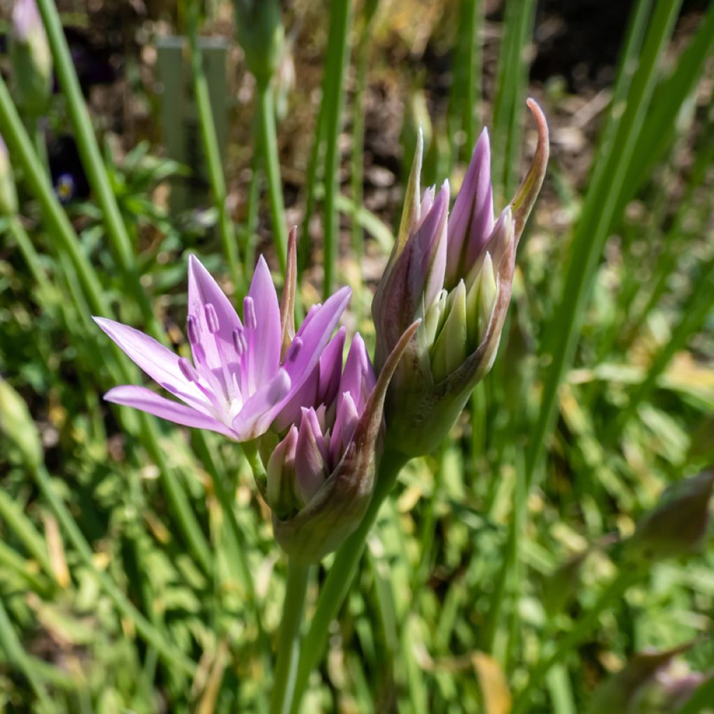 Ail d'ornement - Allium unifolium Eros