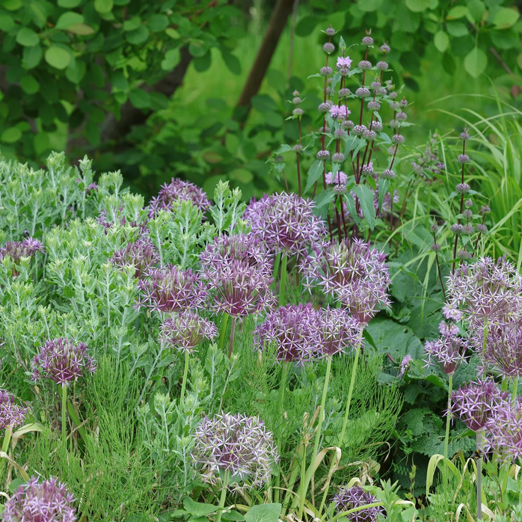 Allium christophii - Ajo decorativo