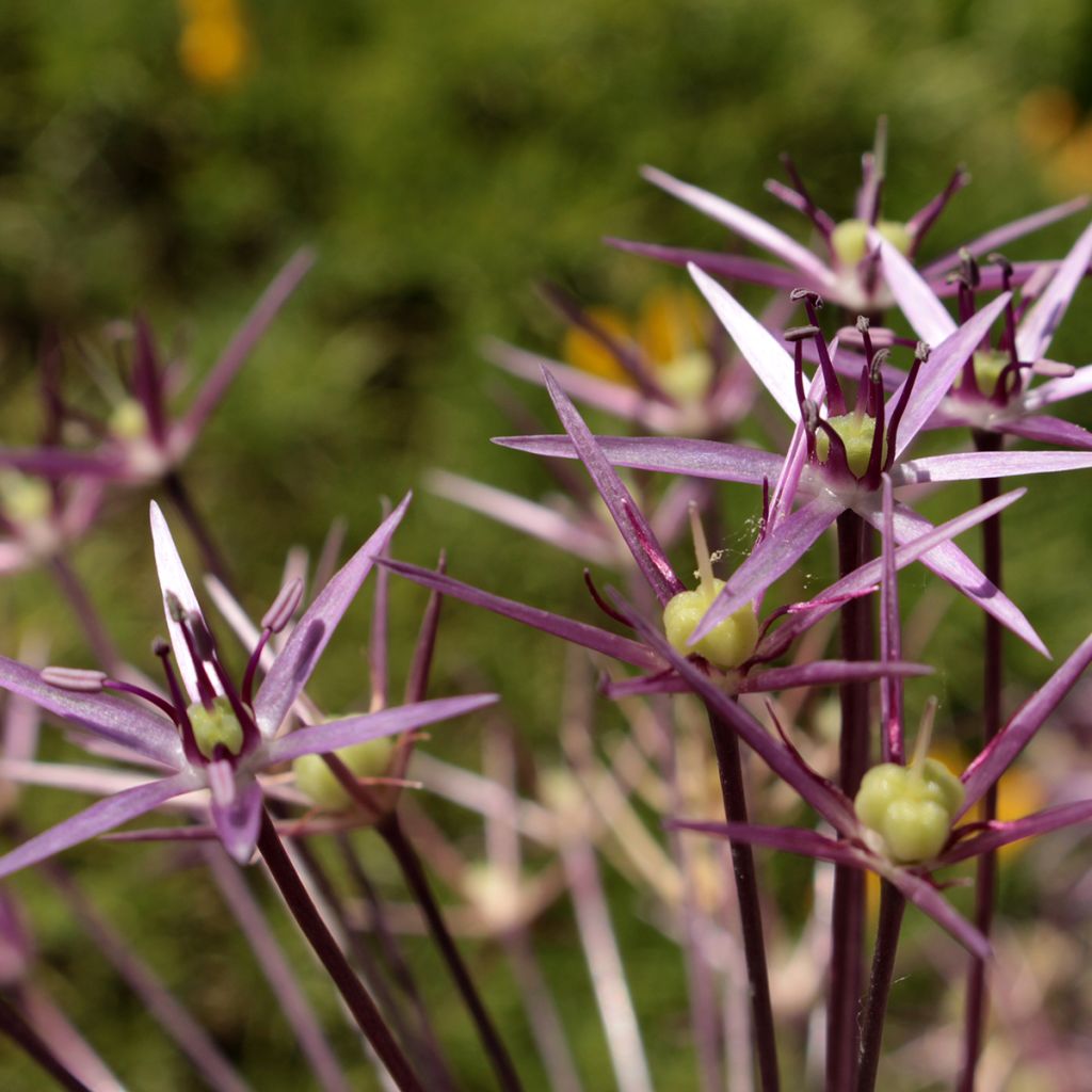 Allium christophii - Ajo decorativo