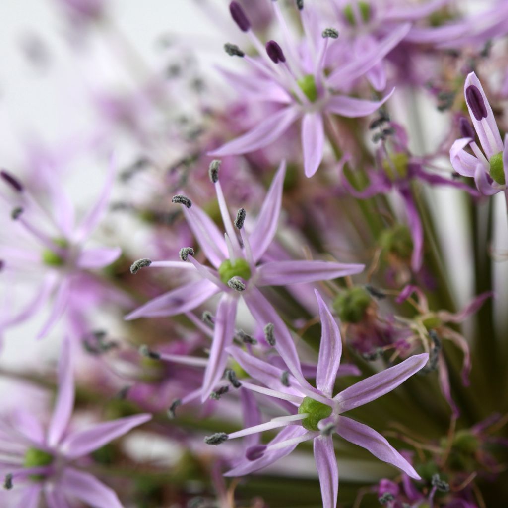 Allium christophii - Ajo decorativo