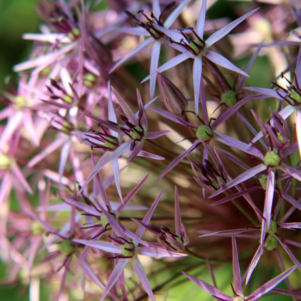 Allium christophii - Ajo decorativo