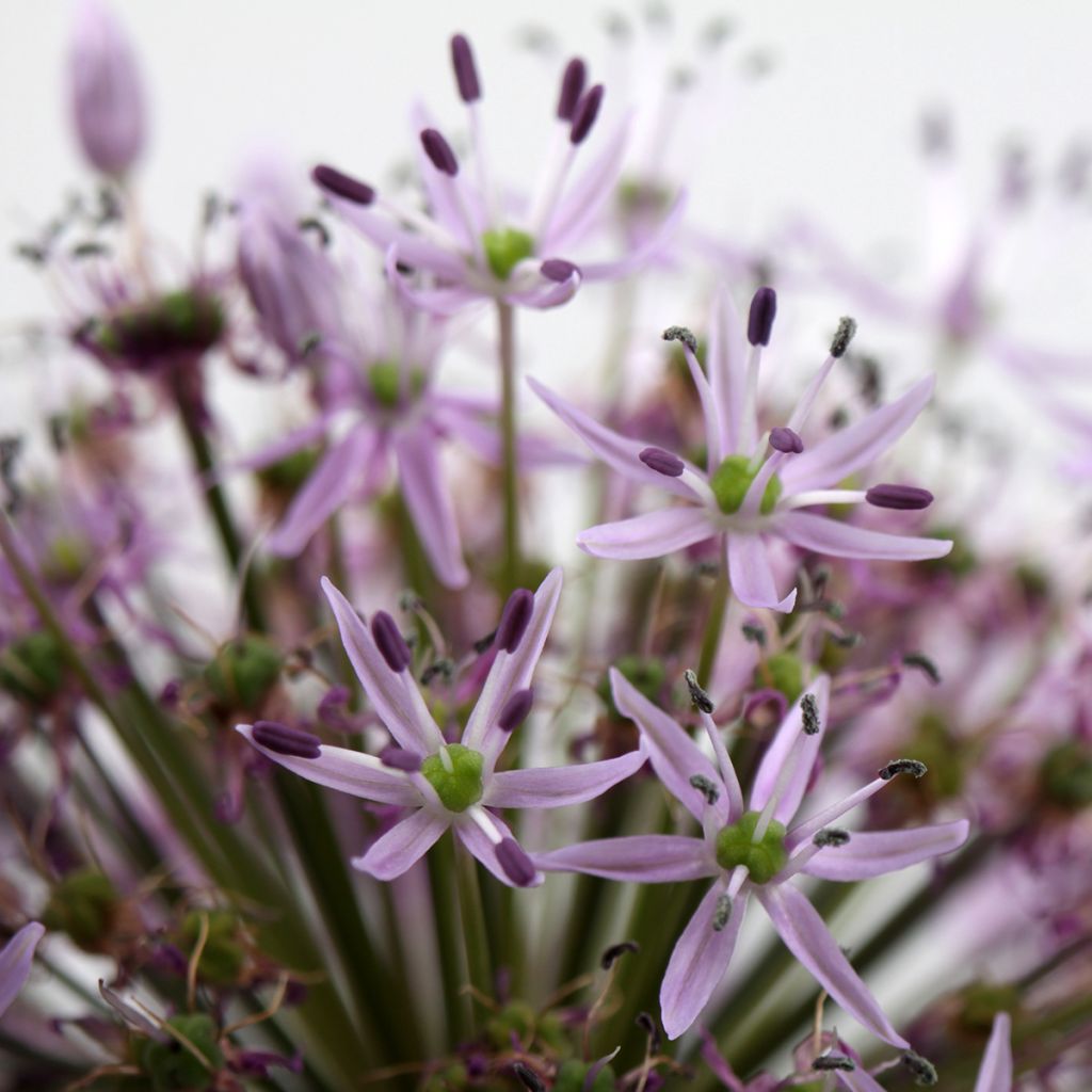 Allium christophii - Ajo decorativo