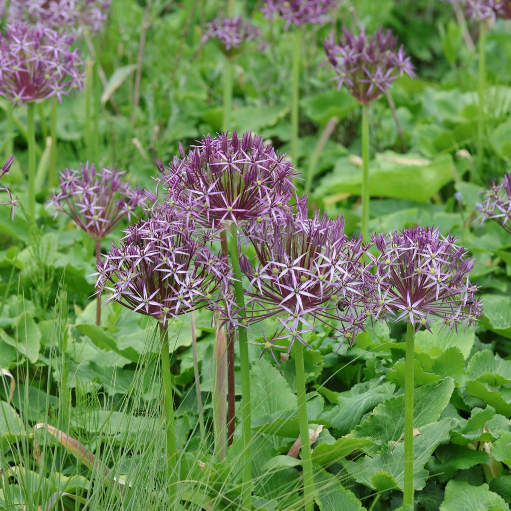 Allium christophii - Ajo decorativo