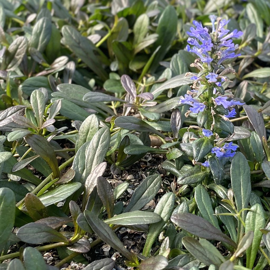 Ajuga Noble Nightingale - Bugle rampante