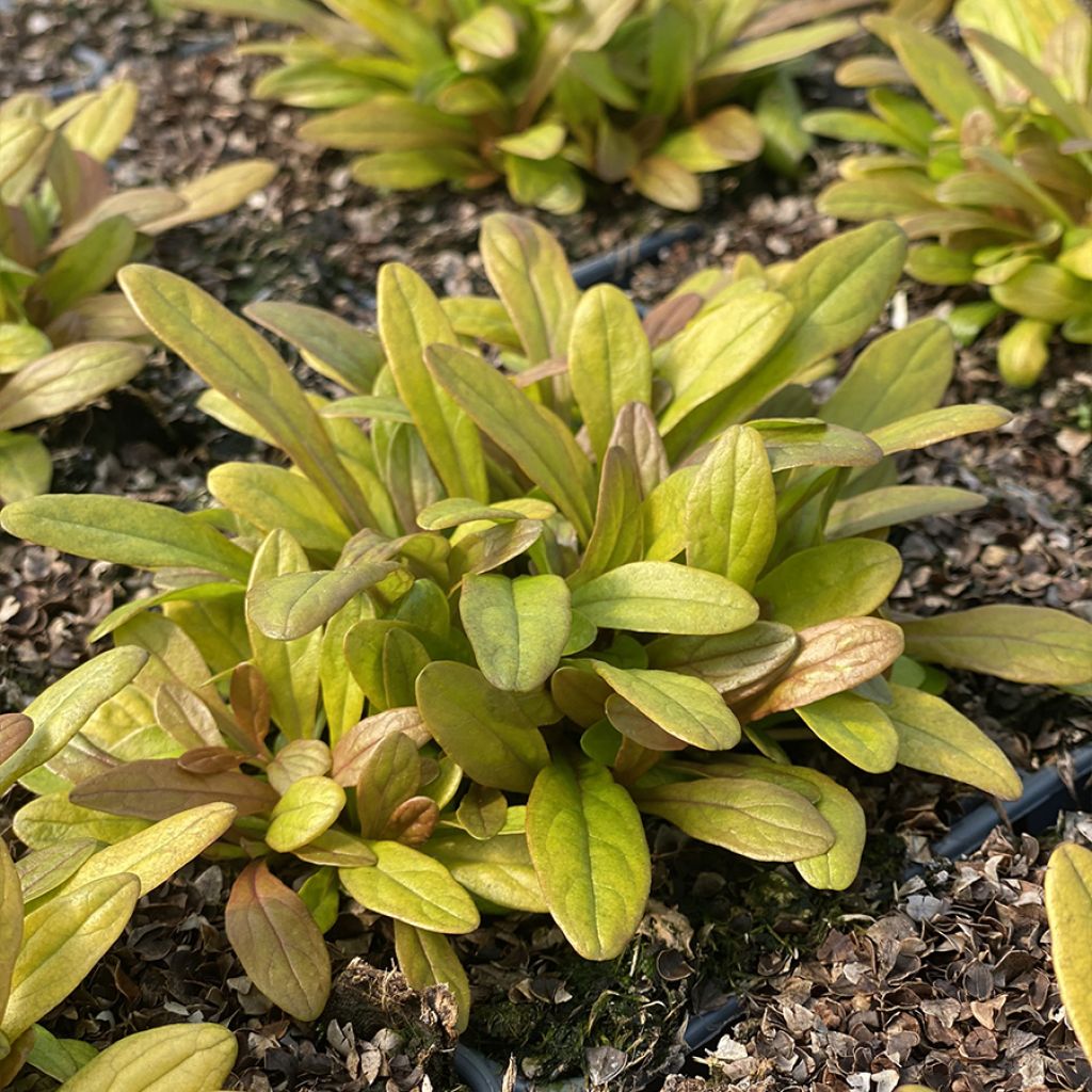 Ajuga Feathered Friends Fancy Finch - Bugle rampante