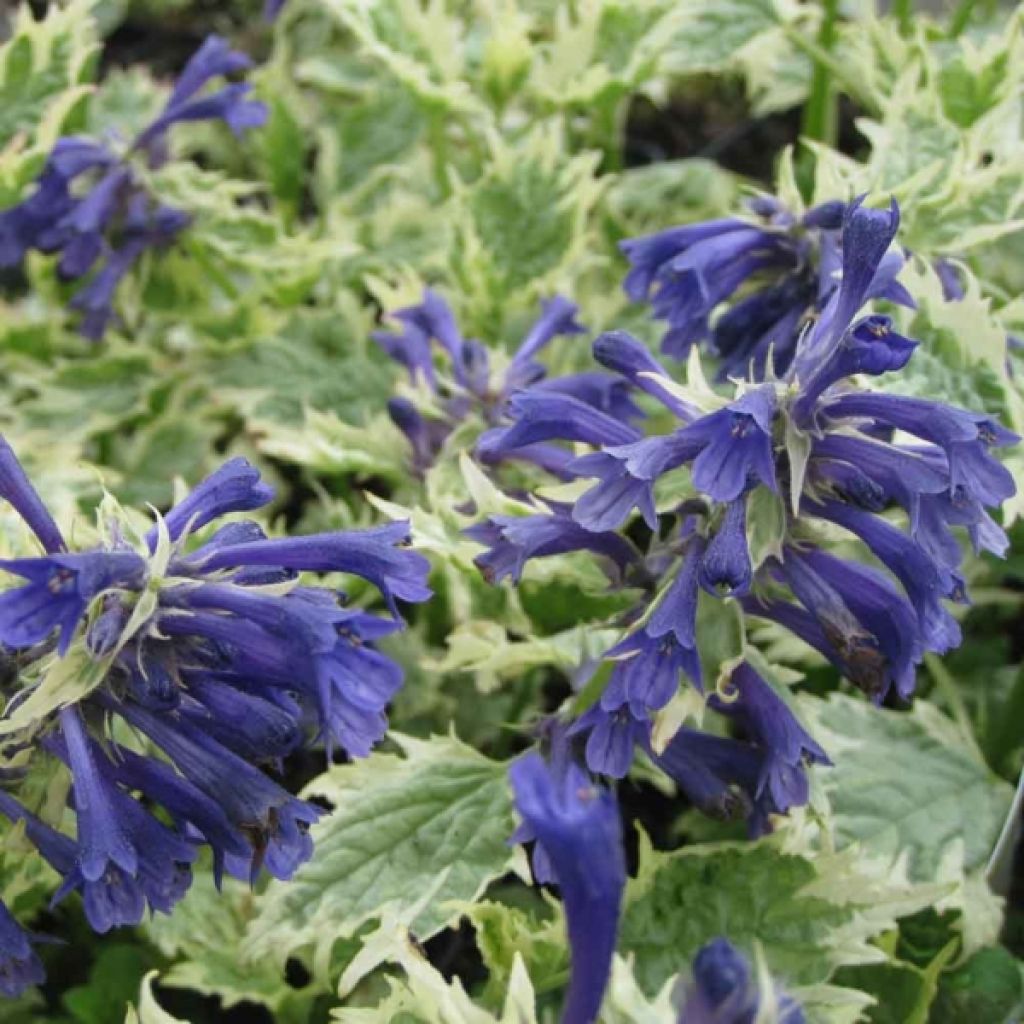 Bugle incisé - Ajuga incisa Frosted Jade