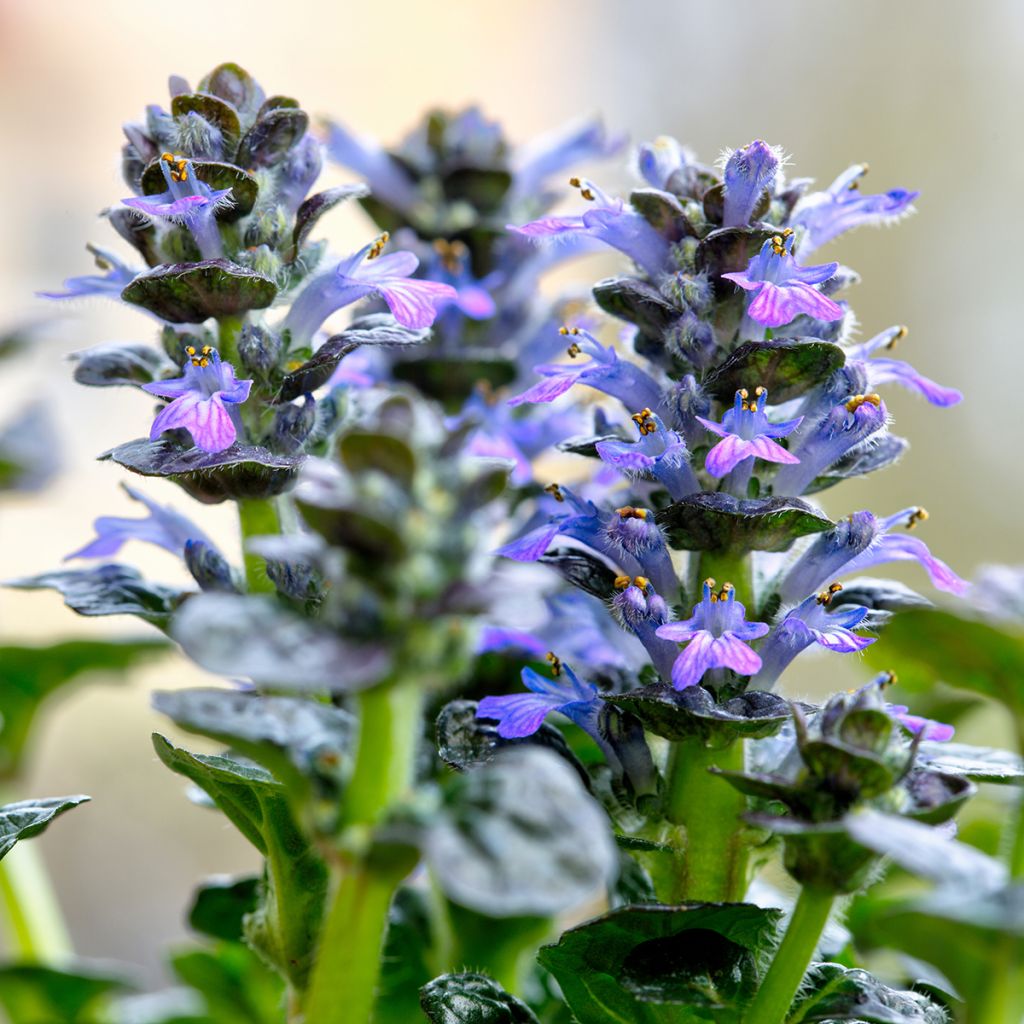 Ajuga pyramidalis Metallica Crispa