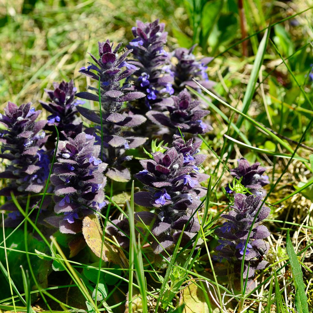 Ajuga pyramidalis - Búgula