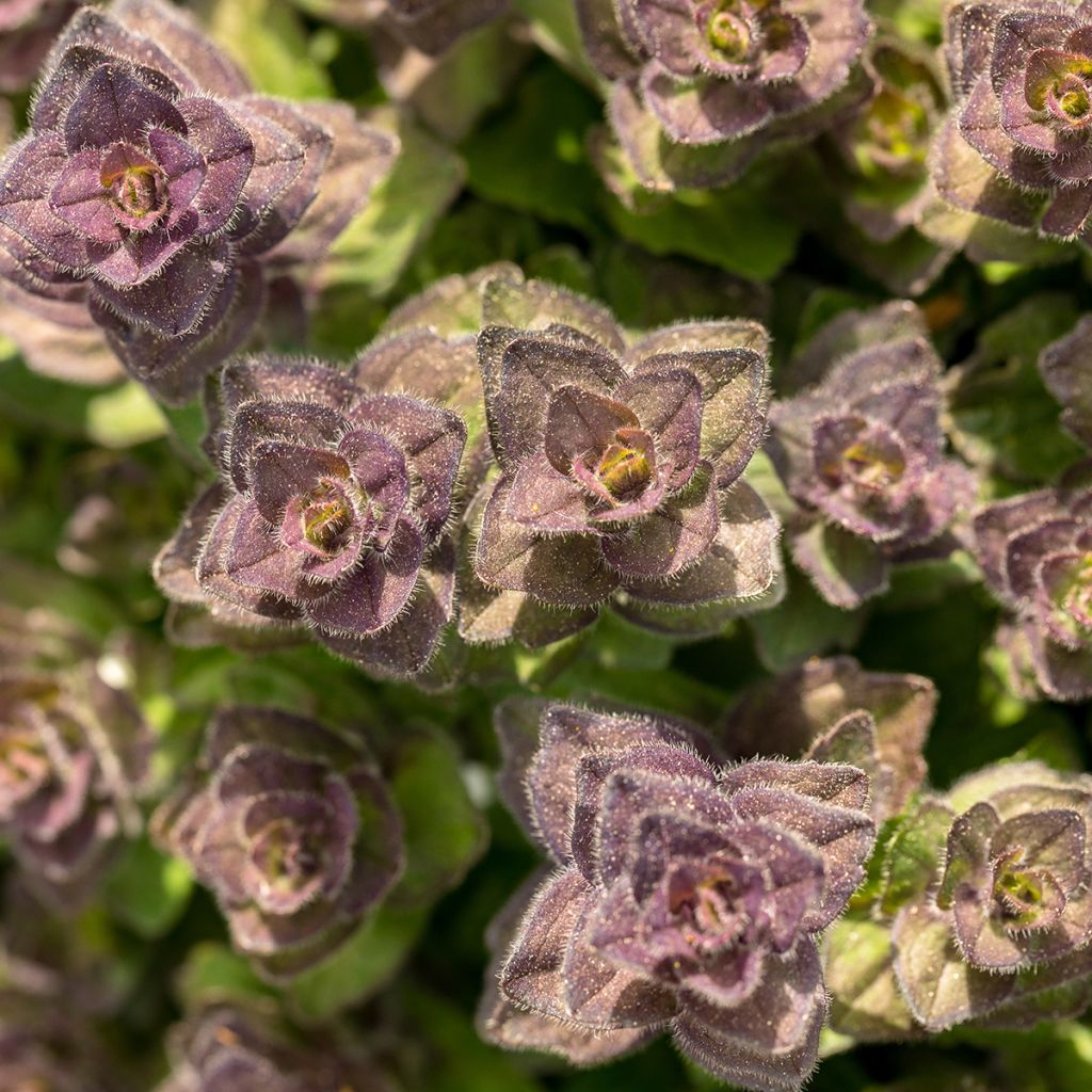 Ajuga pyramidalis - Búgula