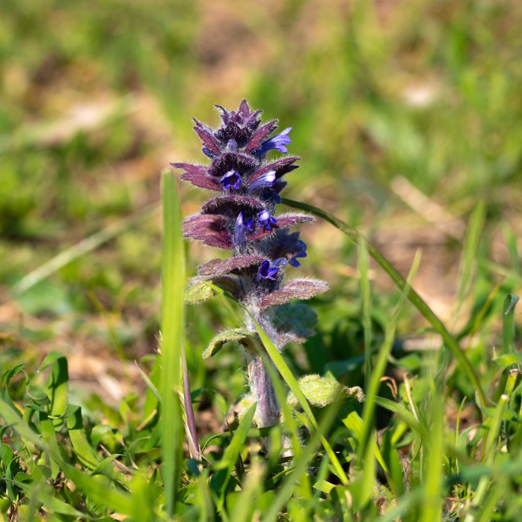 Ajuga pyramidalis - Búgula