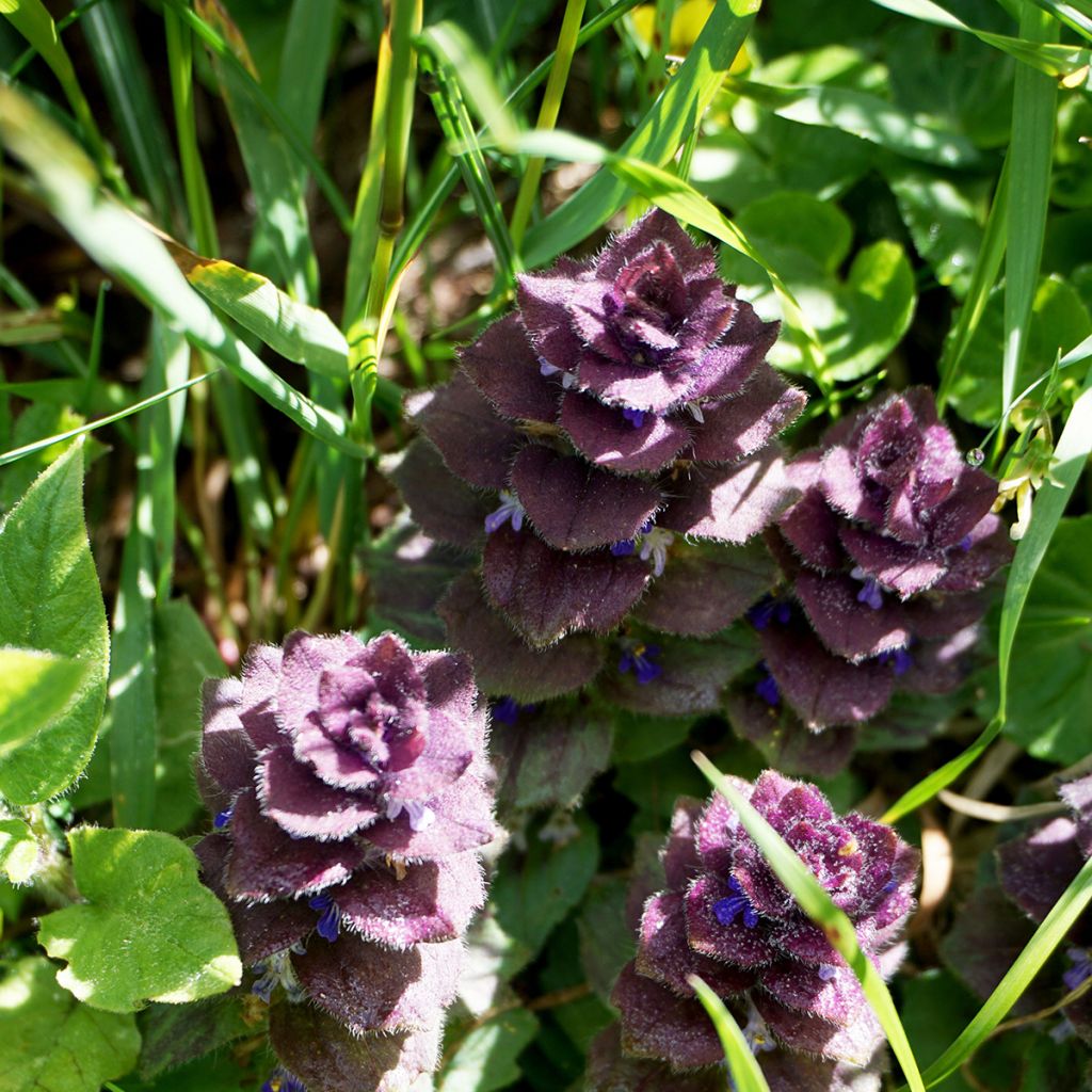 Ajuga pyramidalis - Búgula