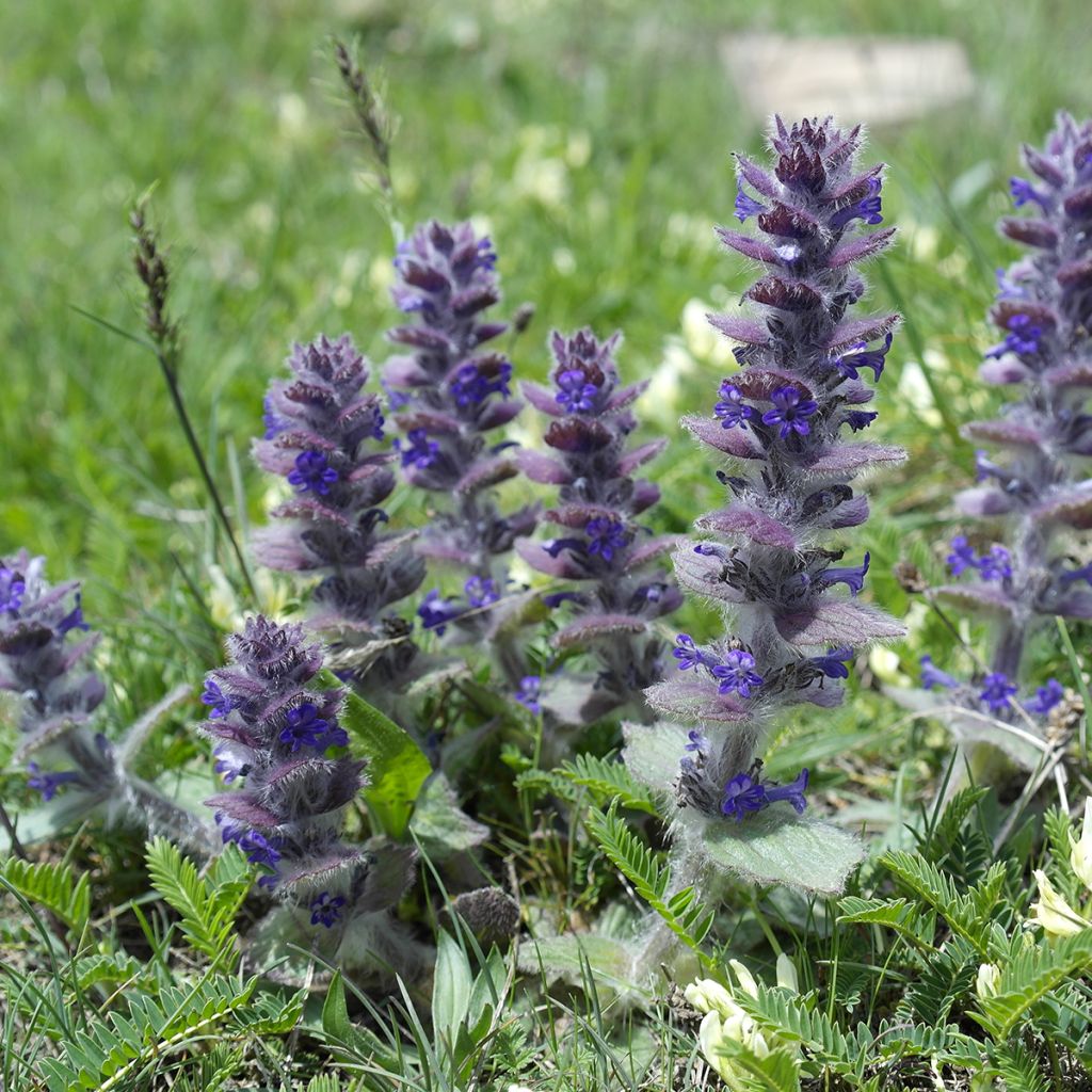 Ajuga pyramidalis - Búgula