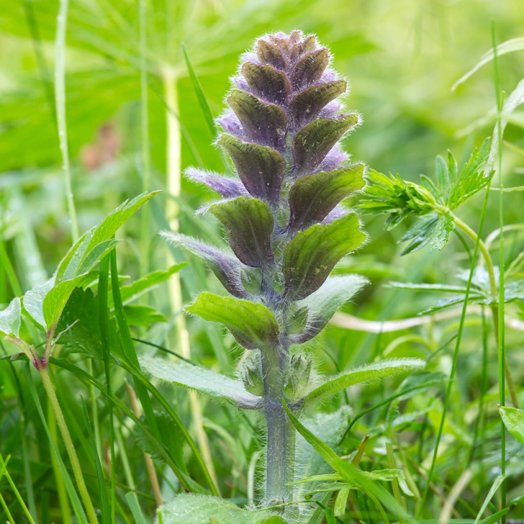 Ajuga pyramidalis - Búgula