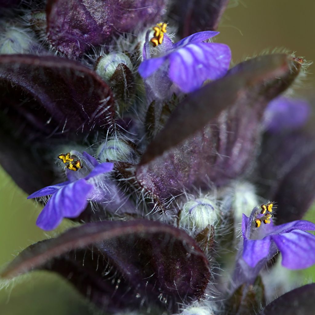 Ajuga pyramidalis - Búgula