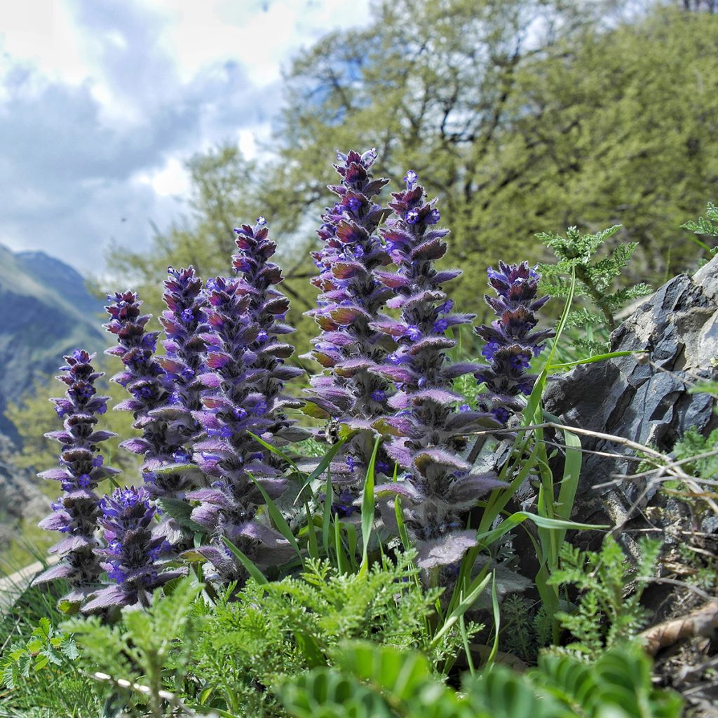 Ajuga pyramidalis - Búgula