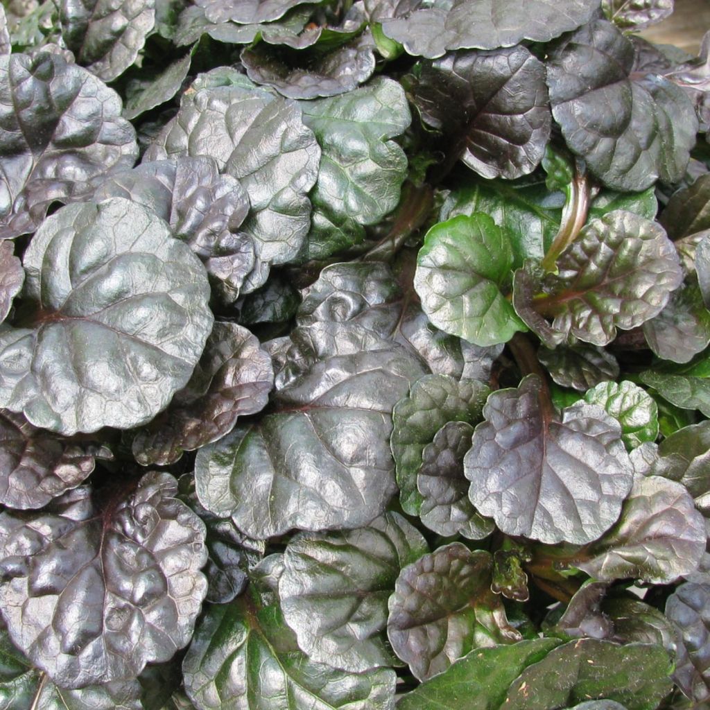 Ajuga reptans Black Scallop - Bugle rampant