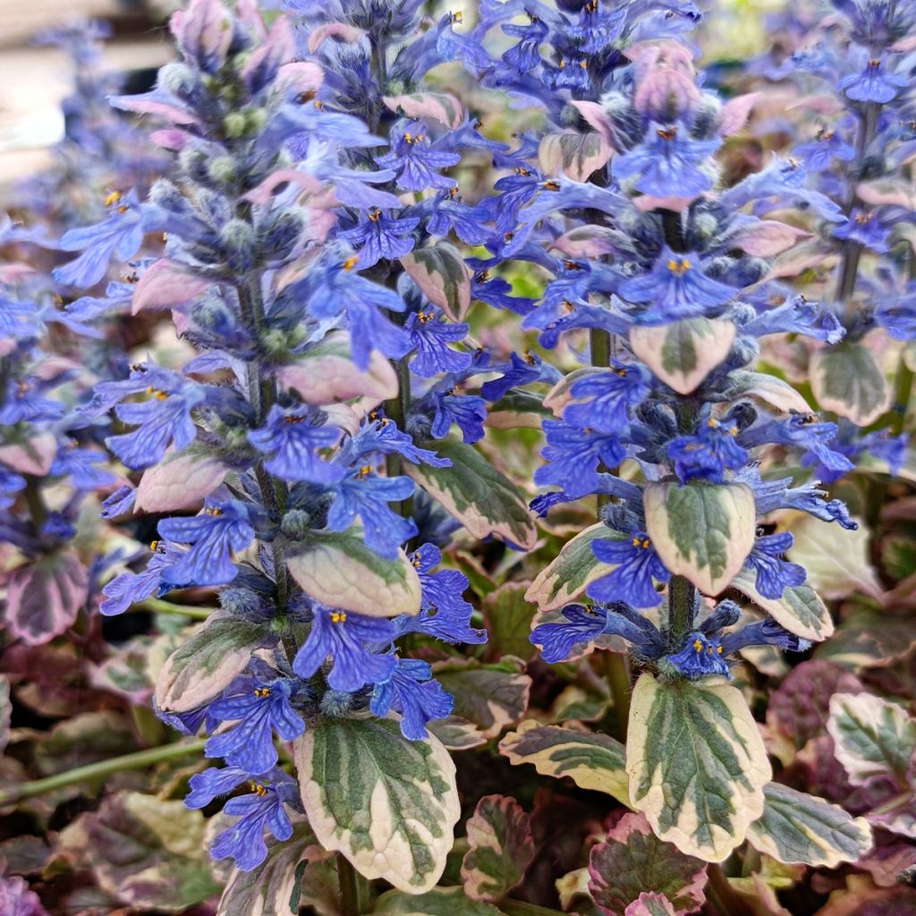 Bugle rampante - Ajuga reptans Burgundy Glow