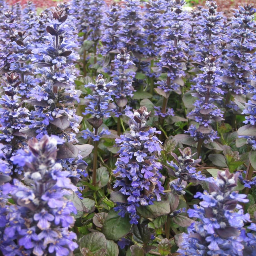 Ajuga reptans Catlin's Giant