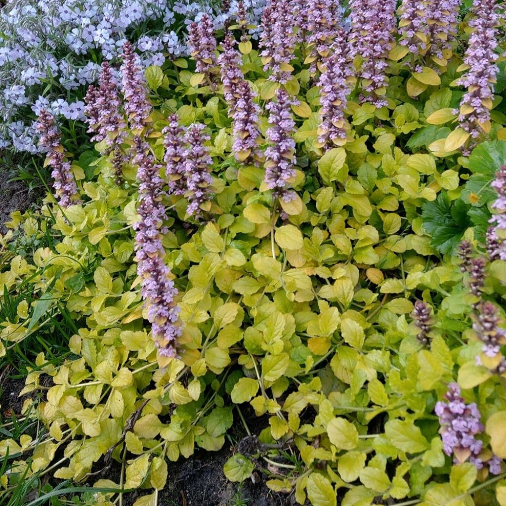 Bugle rampante - Ajuga reptans Gold Chang