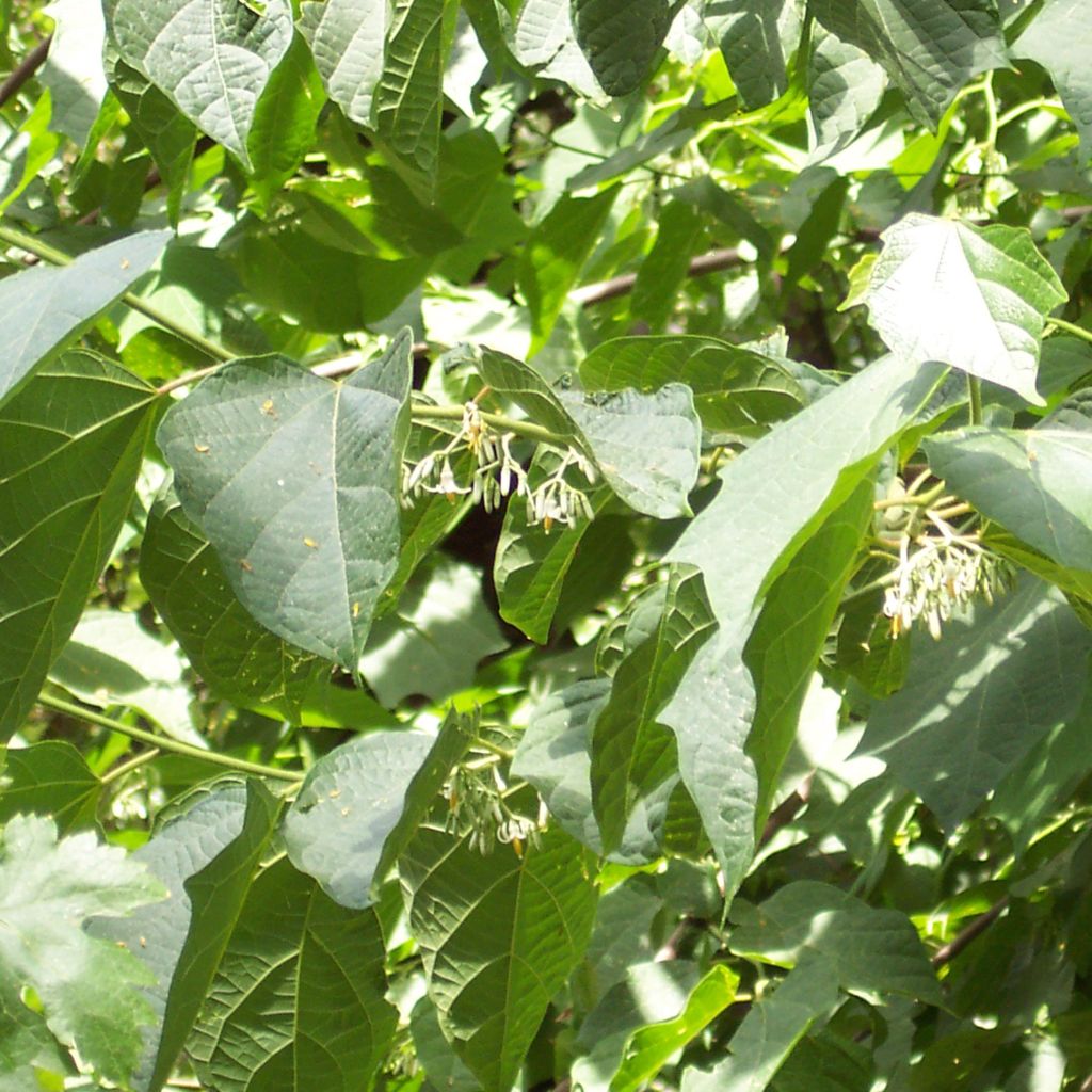 Alangium platanifolium - Alangio