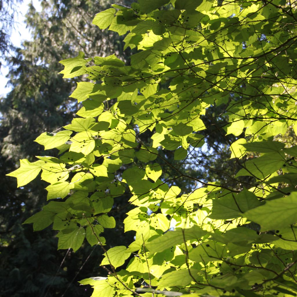 Alangium platanifolium - Alangio