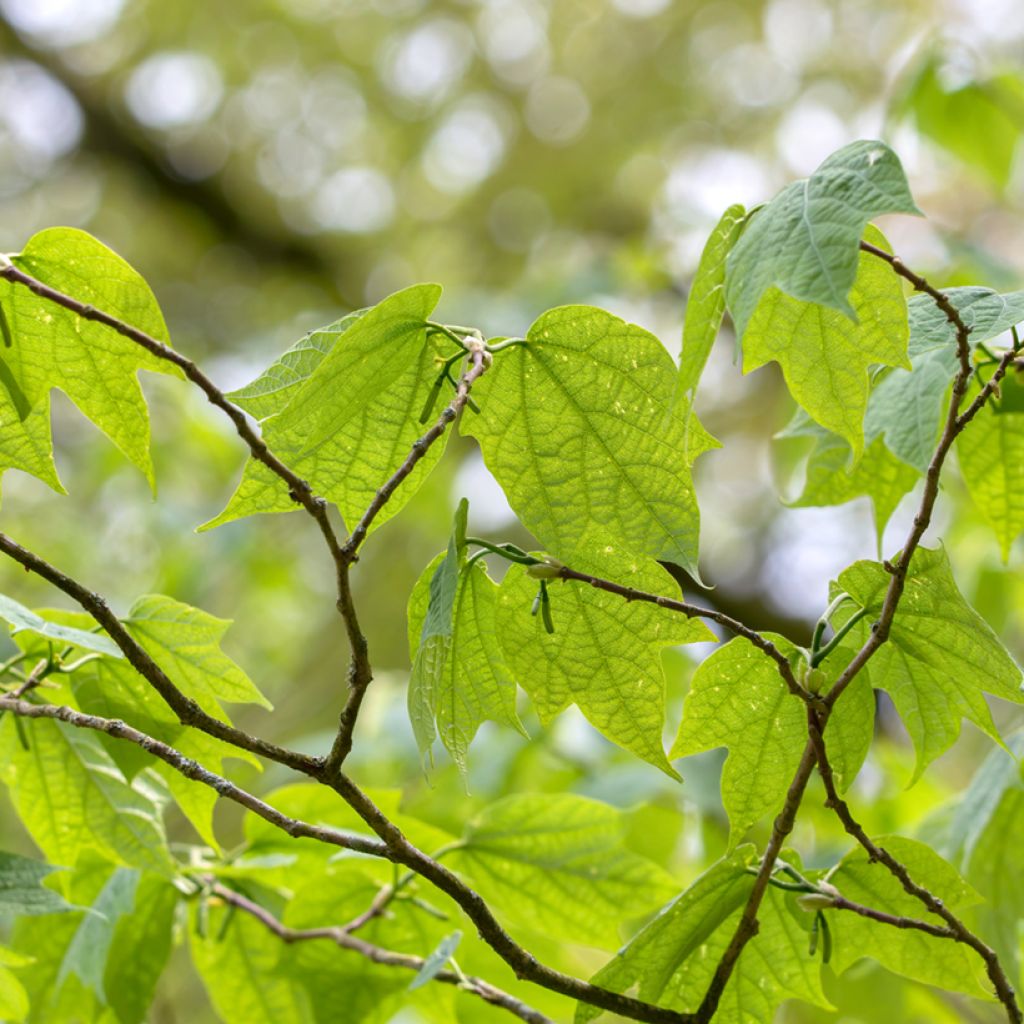 Alangium platanifolium - Alangio