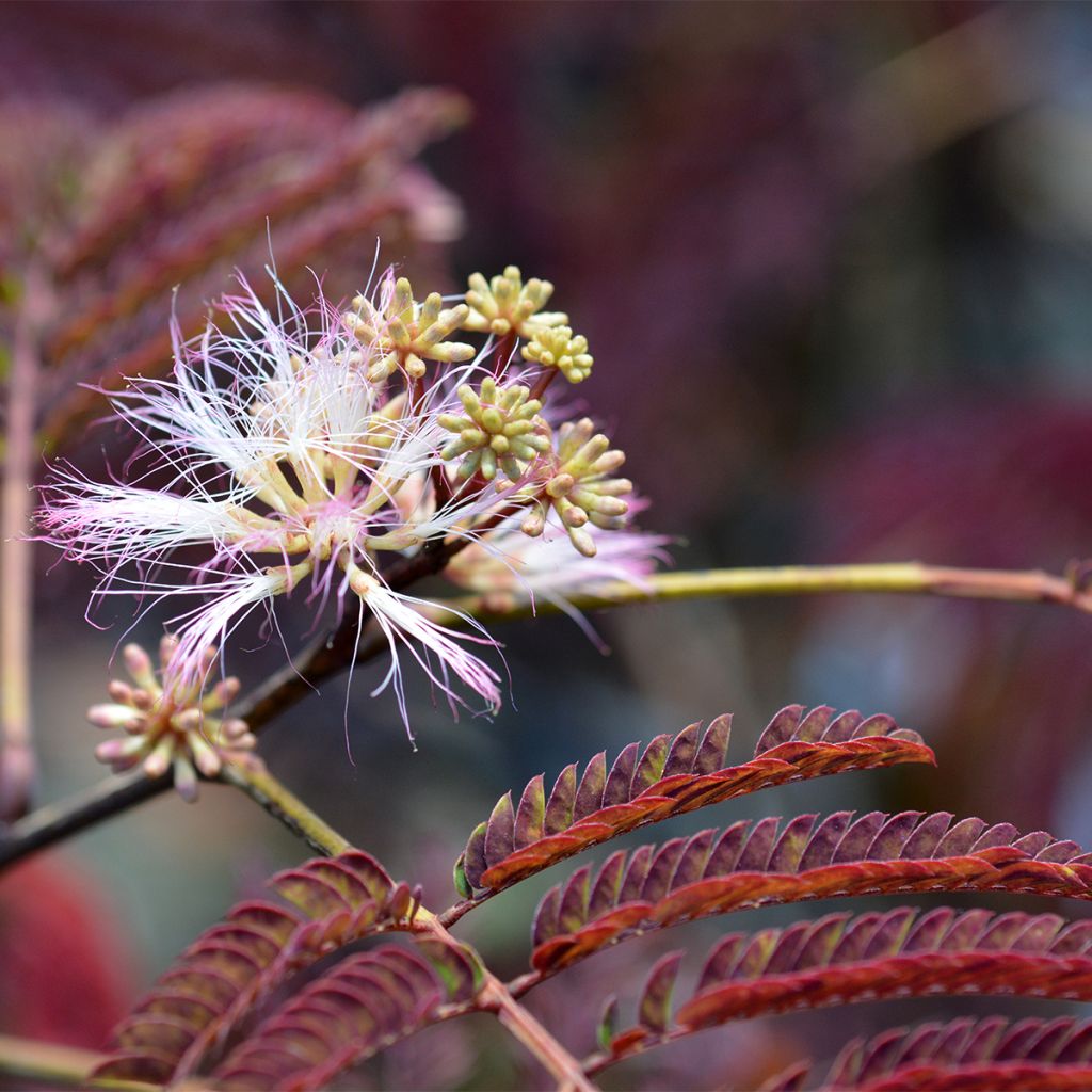 Acacia de Constantinopla Evey's Pride - Albizia