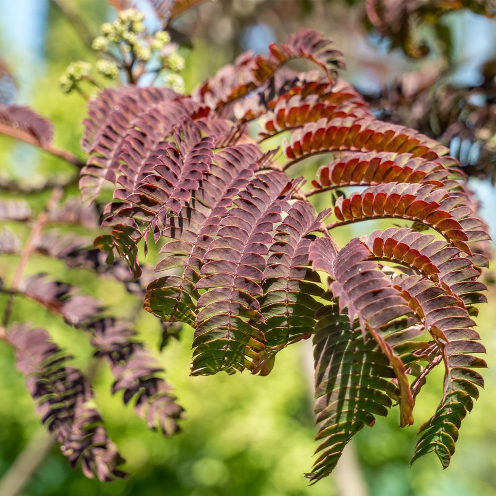 Acacia de Constantinopla Evey's Pride - Albizia