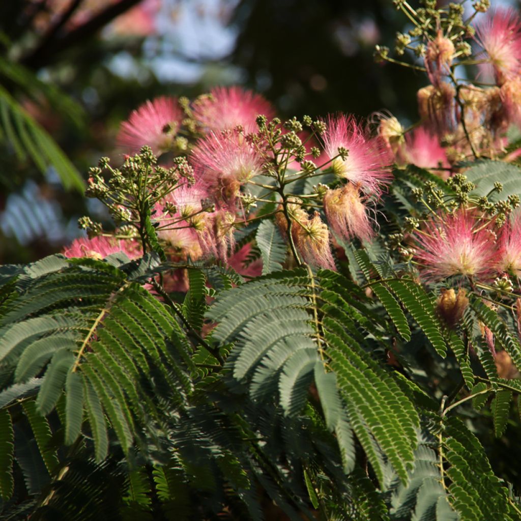 Acacia de Constantinopla Ombrella - Albizia