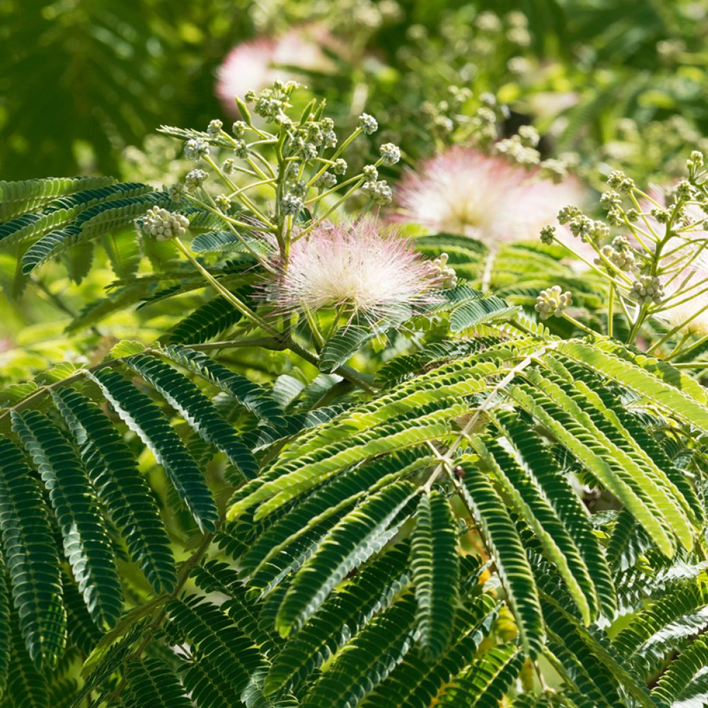 Acacia de Constantinopla Ombrella - Albizia