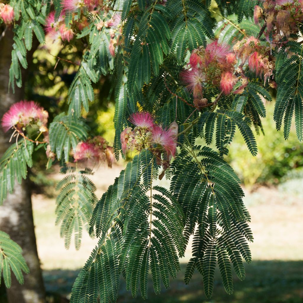 Acacia de Constantinopla Ombrella - Albizia