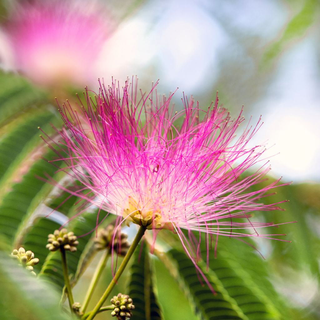 Acacia de Constantinopla Ombrella - Albizia