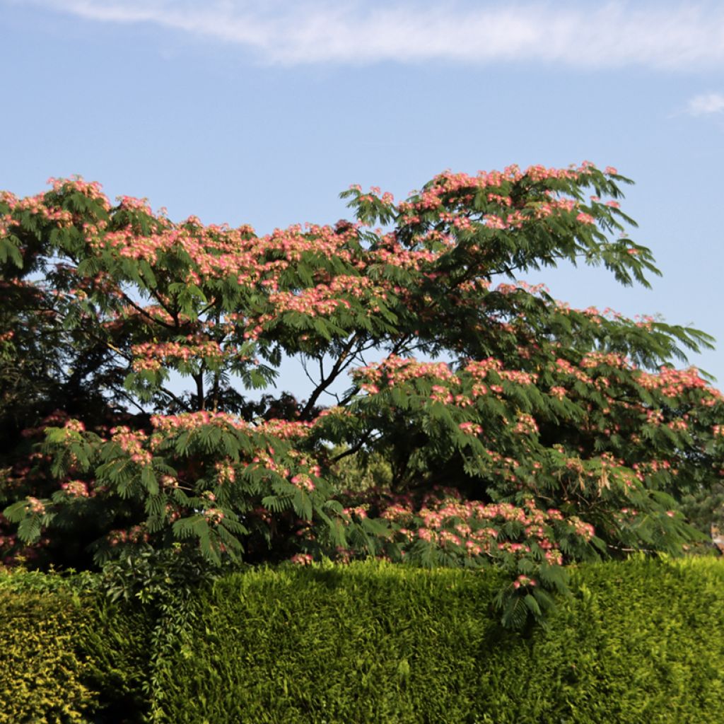 Acacia de Constantinopla Ombrella - Albizia