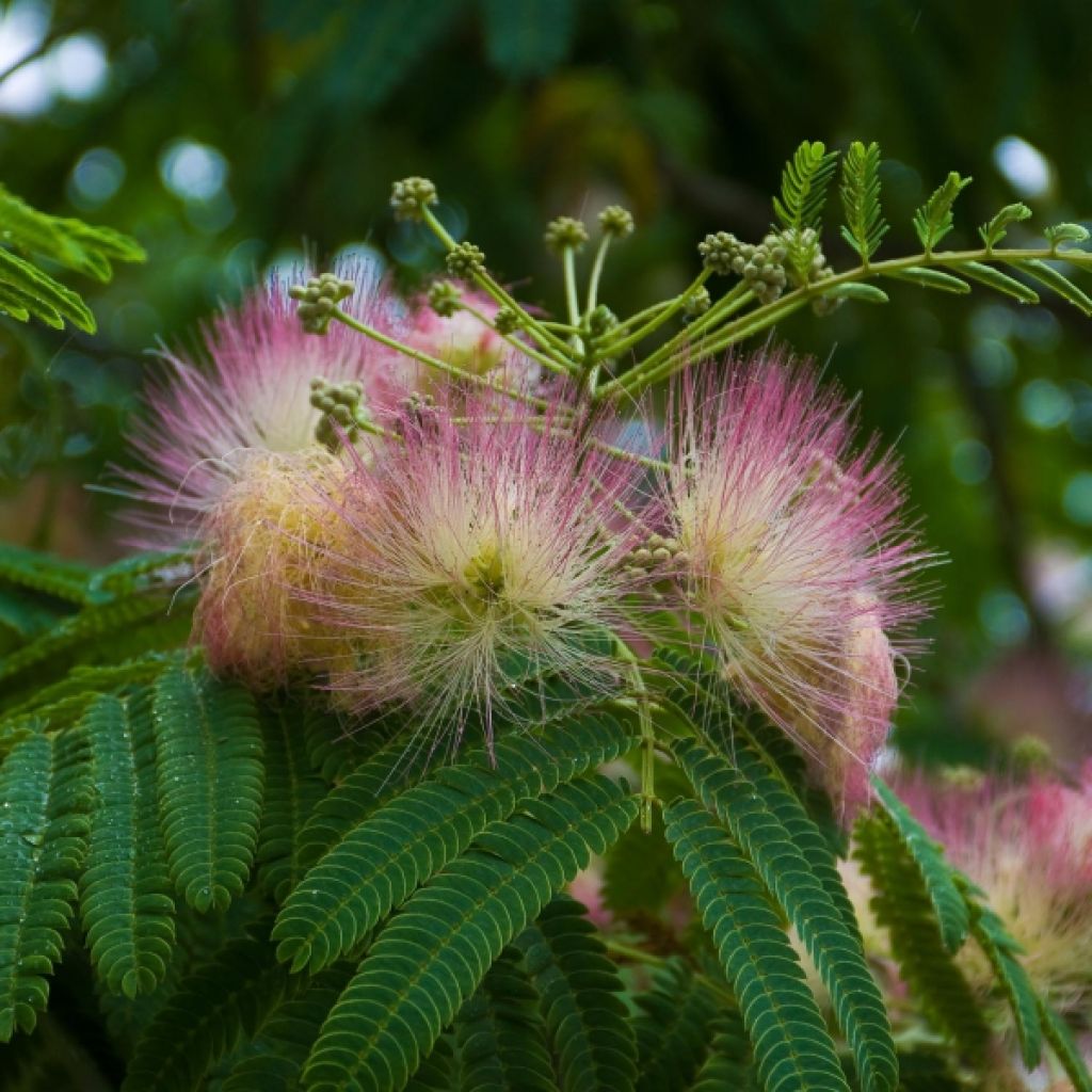 Acacia de Constantinopla Ombrella - Albizia