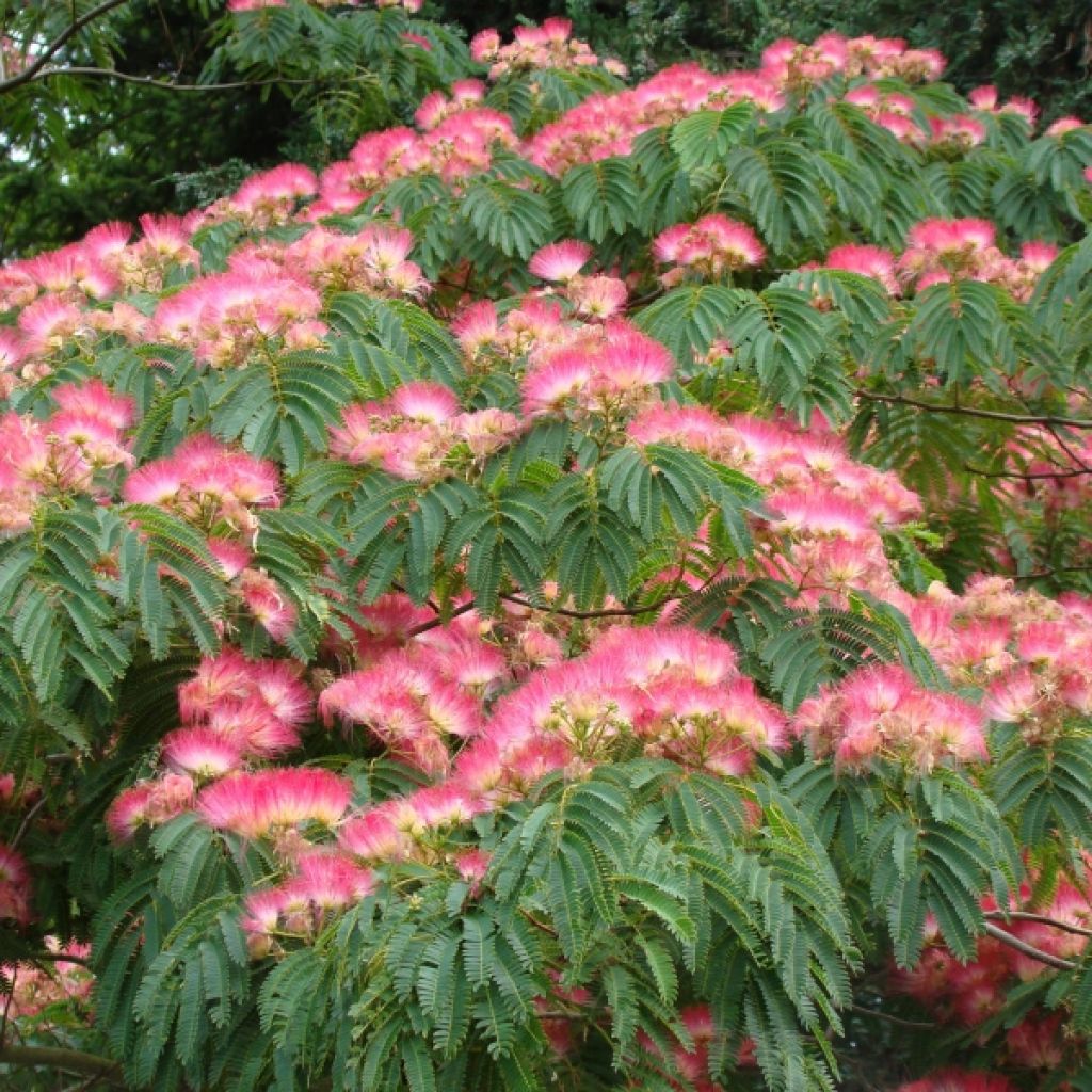 Acacia de Constantinopla Ombrella - Albizia