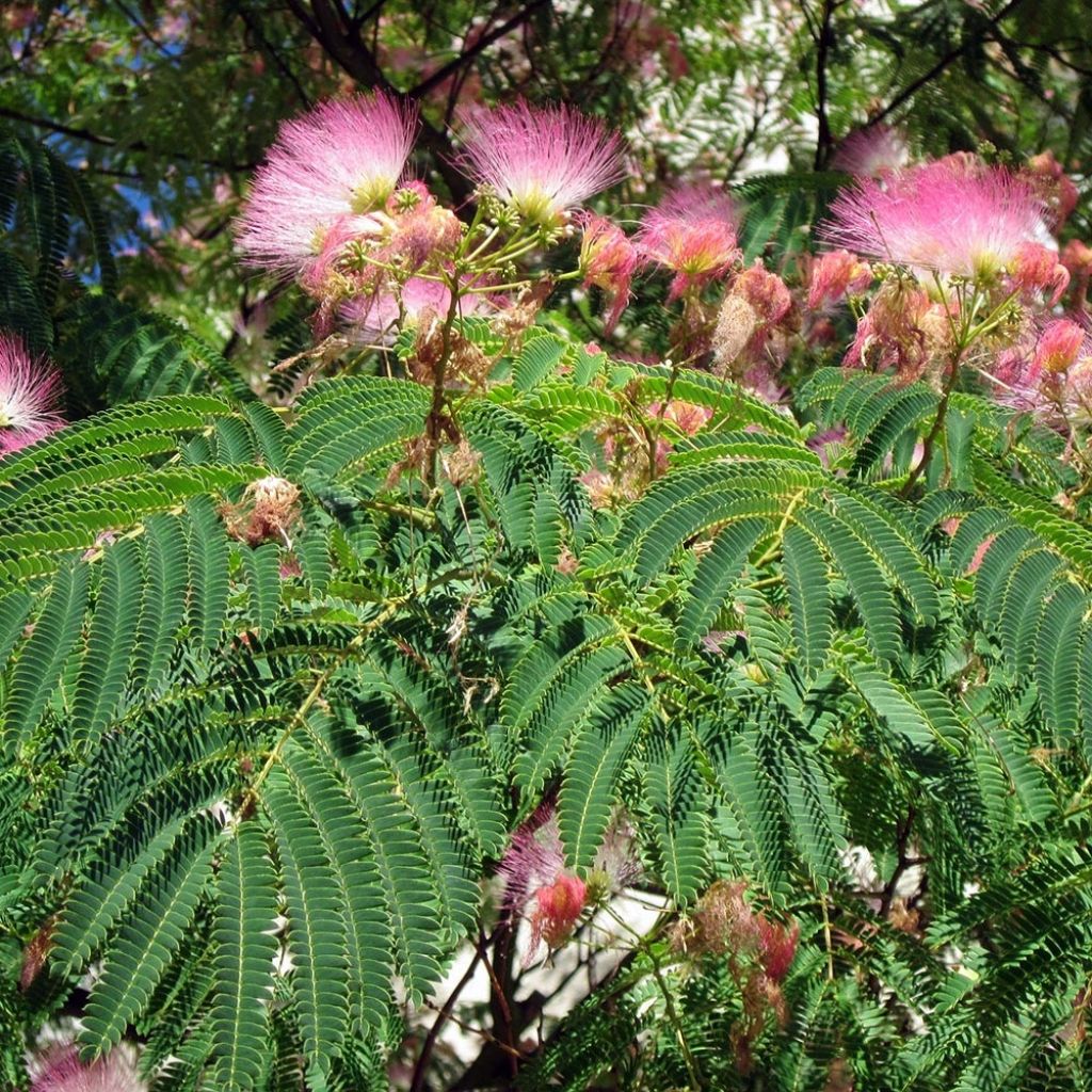 Acacia de Constantinopla Rosea - Albizia