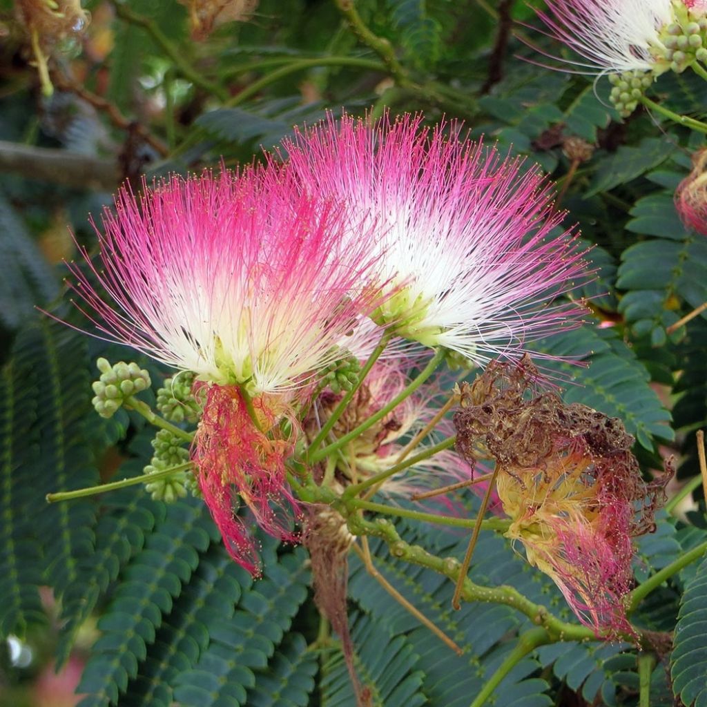 Acacia de Constantinopla Rosea - Albizia