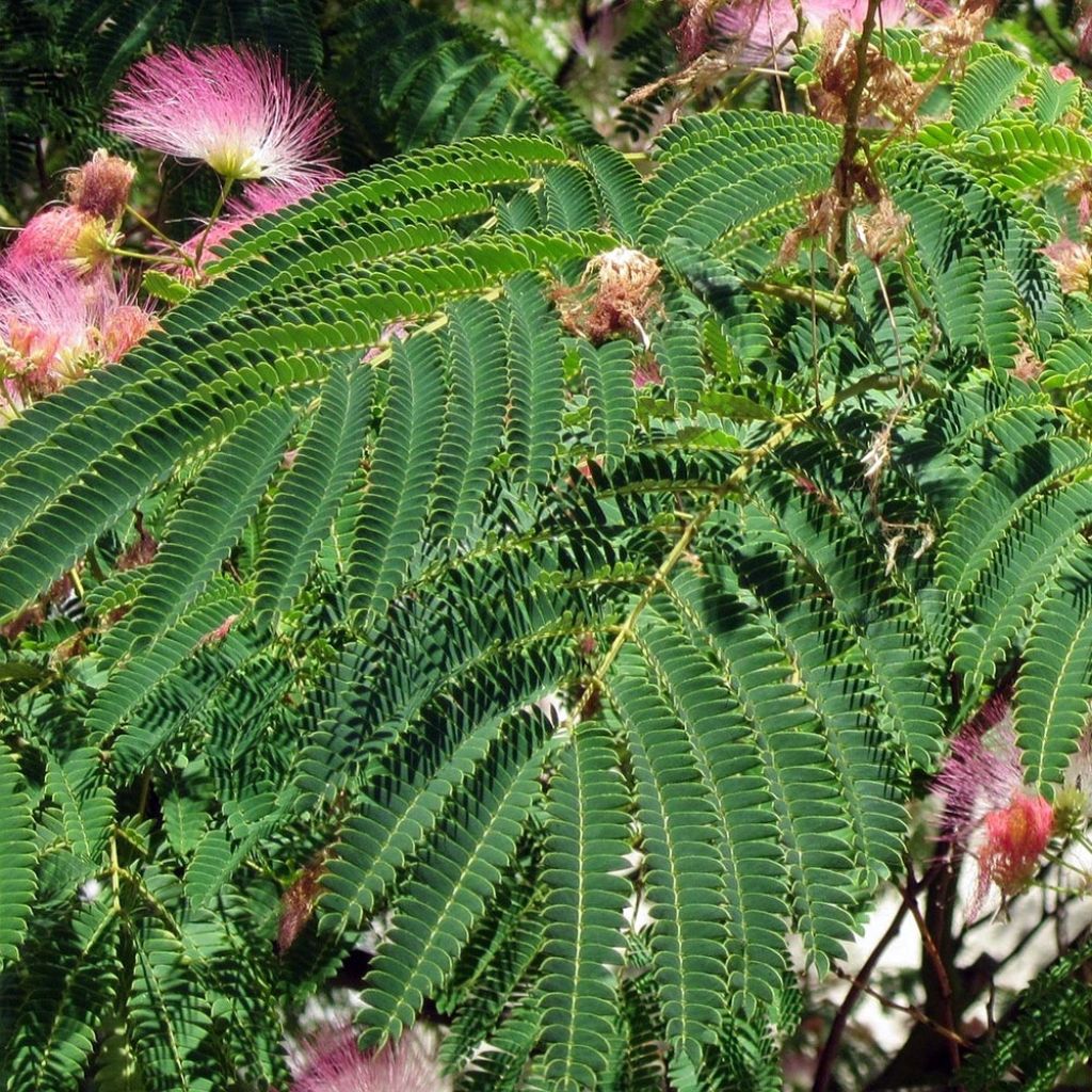 Acacia de Constantinopla Rosea - Albizia