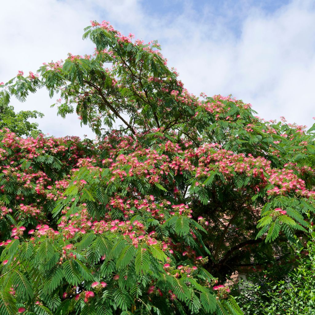 Acacia de Constantinopla Rosea - Albizia