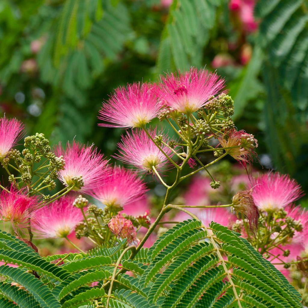 Acacia de Constantinopla Rosea - Albizia